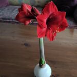 Amaryllis