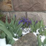 Frühlingsblumen brechen durch den Schnee