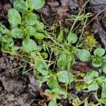 Feldsalat im Garten