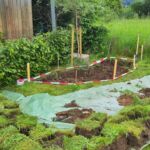 Anlage eines Sumpfbeets