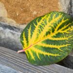 Herbstliches Quittenblatt