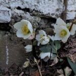 Frühe Blüten
