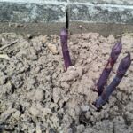 Unser erster violetter Spargel
