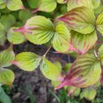 Blätter vom Blumenhartriegel
