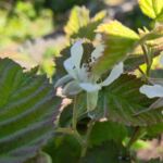 Thornless Loganberry blüht