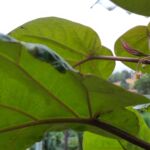Tamarillo blüht