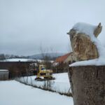 Zaunkönig im Schnee
