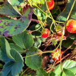 Erdbeeren im Oktober