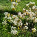 Mitte April: Die Felsenbirne blüht