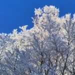 Raureif im Baum