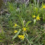 Frühe Blüten