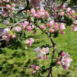 Boskoop-Blüten