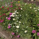 Blumen