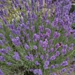 Viele Hummeln am Lavendel