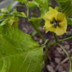 Tomatillo-Blüte