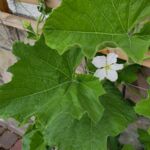 Flaschenkürbis: Blüte