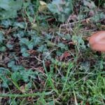 Pilze im Garten: Hallimasch