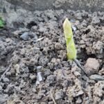 Unser erster Grünspargel