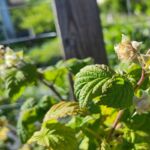 Himbeeren blühen