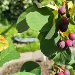 Erste Früchte der Erlenblättrigen Felsenbirne