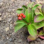 Früchte vom Kanadischen Hartriegel