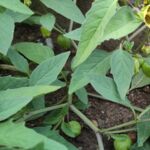 Virginische Physalis blüht