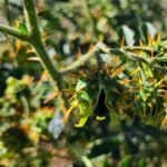 Litchi-Tomate: Fruchtansätze