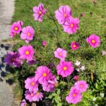 Blumen
