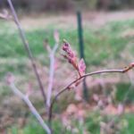 Anfang April: Felsenbirne mit Knospen