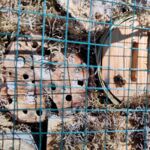Gewimmel im Insektenhotel