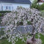 Apfelbaum-Blumenstrauß
