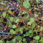 Otricoli Orange Berry