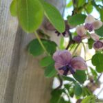 Schokoladenwein blüht