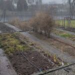 Spargel wird abgeräumt