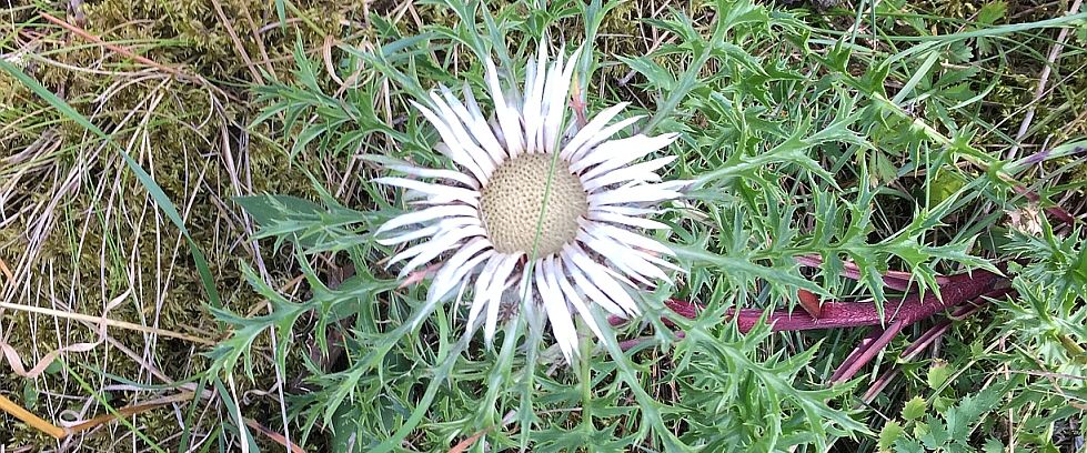 Silberdistel 