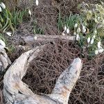 Schneeglöckchen als erste Frühlingsboten