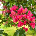 Kastanienblüte