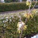 Zaubernuss