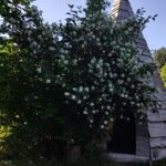 Falscher Jasmin am Tipi