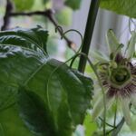 Tropische Passionsblume (im Haus) blüht
