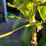 Bergpapaya blüht
