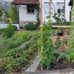 Chayote, Kardy und Inkagurke