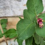 Karamellbeere blüht