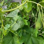 Luffa (noch unreif)