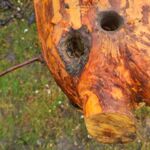 Anodontosaurus: Nasenlöcher und Giftdrüsen