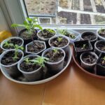 Anzucht von Gartenpflanzen