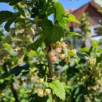 Johannisbeeren blühen