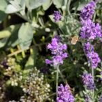 Hummelschwärmer an Lavendel
