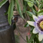 Blaue Passionsblume blüht
