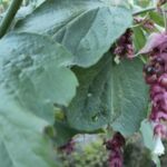 Karamellbeere: Erste Früchte